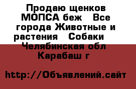 Продаю щенков МОПСА беж - Все города Животные и растения » Собаки   . Челябинская обл.,Карабаш г.